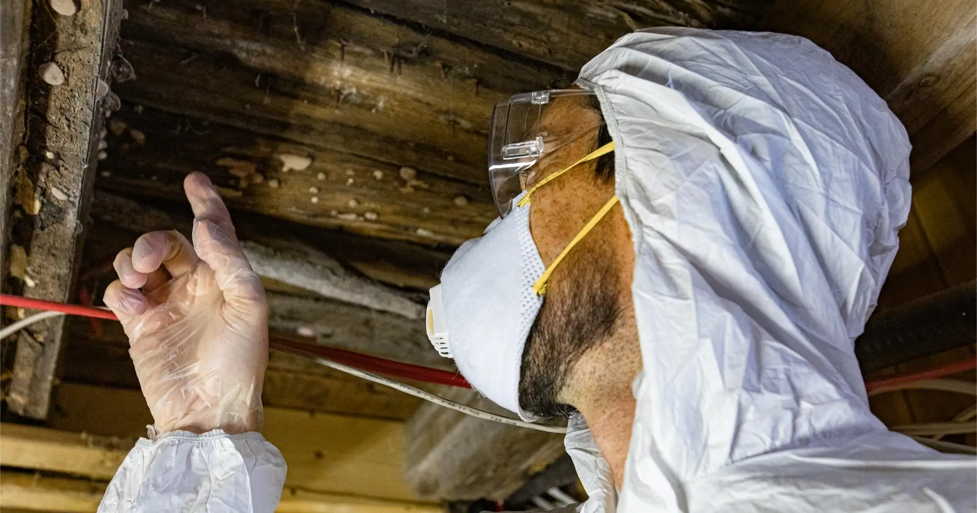 A close-up of a termite inspection, showing damage in wooden structures.