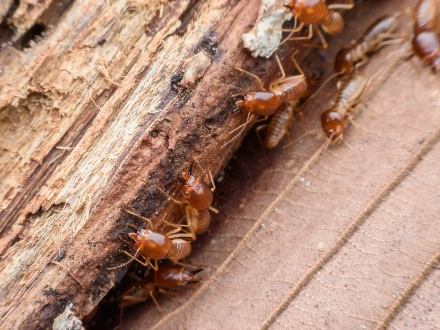 Termites feeding on rotted wood.
