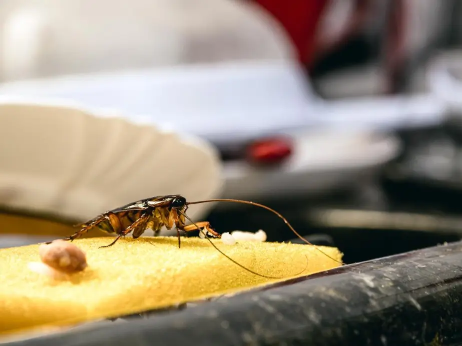 Cockroach eating from a messy and very dirty kitchen sink poor hygiene
